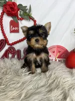 Lewis, a male Yorkshire Terrier for sale in Goldsboro, NC – Photo 2 of 5