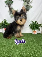 Lewis AKC, a male Yorkshire Terrier for sale in Goldsboro, NC – Photo 3 of 4