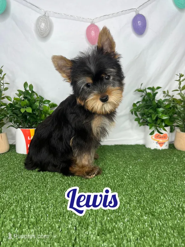 Lewis AKC – Yorkshire Terrier puppy for sale in Goldsboro, NC