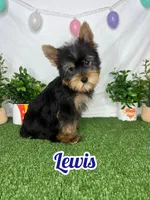 Lewis AKC, a male Yorkshire Terrier for sale in Goldsboro, NC – Photo 1 of 4