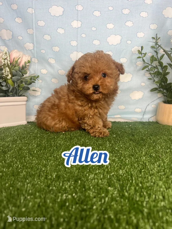 Allen AKc – Poodle - Toy  puppy for sale in Goldsboro, NC