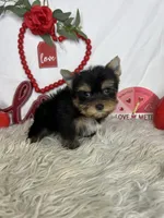 Robert AKC, a male Yorkshire Terrier for sale in Goldsboro, NC – Photo 4 of 4