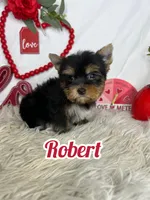 Robert AKC, a male Yorkshire Terrier for sale in Goldsboro, NC – Photo 1 of 4