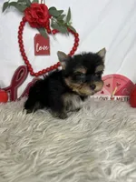 Robert AKC, a male Yorkshire Terrier for sale in Goldsboro, NC – Photo 3 of 4