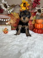 Fred AKC, a male Yorkshire Terrier for sale in Goldsboro, NC – 3 of 3