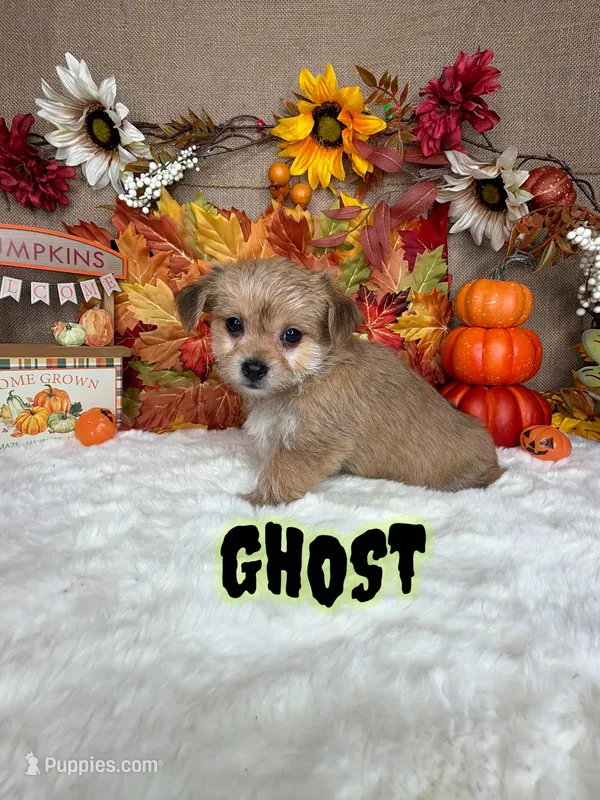 Ghost – Morkie puppy for sale in Goldsboro, NC