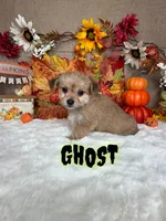 Ghost, a male Morkie for sale in Goldsboro, NC – 1 of 4