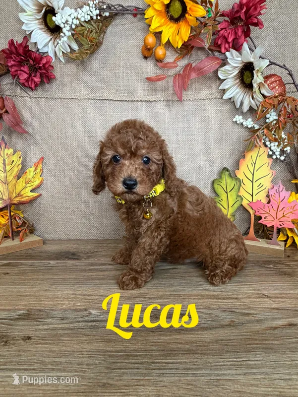 Lucas AKC – Poodle - Toy  puppy for sale in Goldsboro, NC