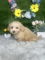 James, a male Maltipoo for sale in Goldsboro, NC – 2 of 5