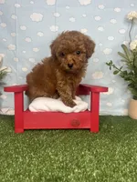 Violet AKC, a female Poodle - Toy  for sale in Goldsboro, NC – 3 of 6