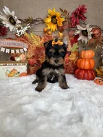 Bella AKC, a female Yorkshire Terrier for sale in Goldsboro, NC – 3 of 5