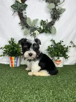 Daisy, a female Yorkshire Terrier for sale in Goldsboro, NC – Photo 3 of 4