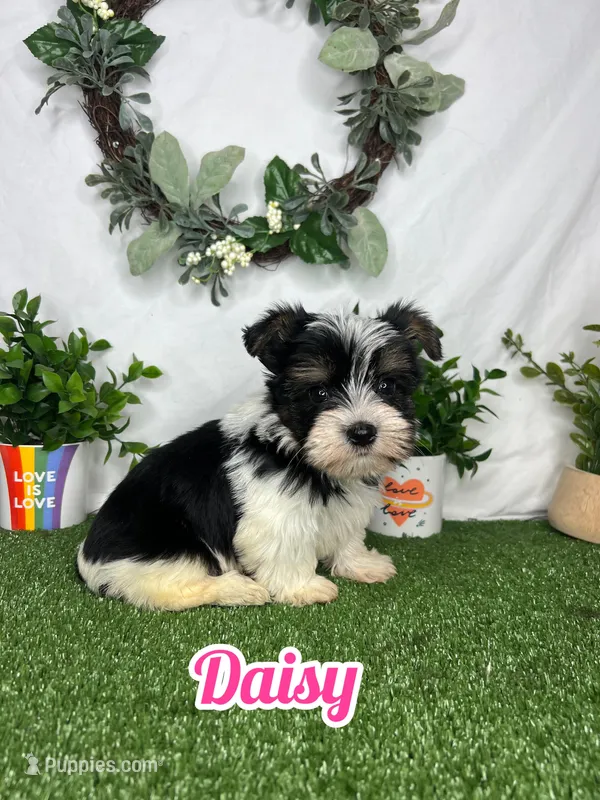 Daisy – Yorkshire Terrier puppy for sale in Goldsboro, NC