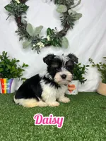 Daisy, a female Yorkshire Terrier for sale in Goldsboro, NC – Photo 1 of 4