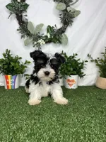 Daisy, a female Yorkshire Terrier for sale in Goldsboro, NC – Photo 4 of 4