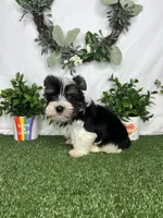 Daisy, a female Yorkshire Terrier for sale in Goldsboro, NC – Photo 2 of 4