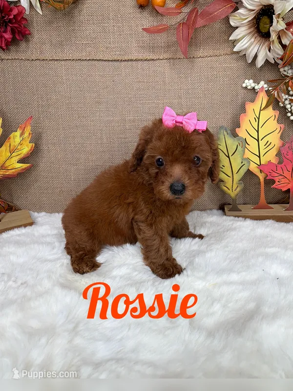 Rossie AKC – Poodle - Toy  puppy for sale in Goldsboro, NC