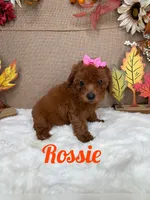 Rossie AKC, a female Poodle - Toy  for sale in Goldsboro, NC – 1 of 4