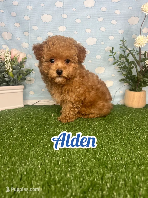 Alden AKC – Poodle - Toy  puppy for sale in Goldsboro, NC