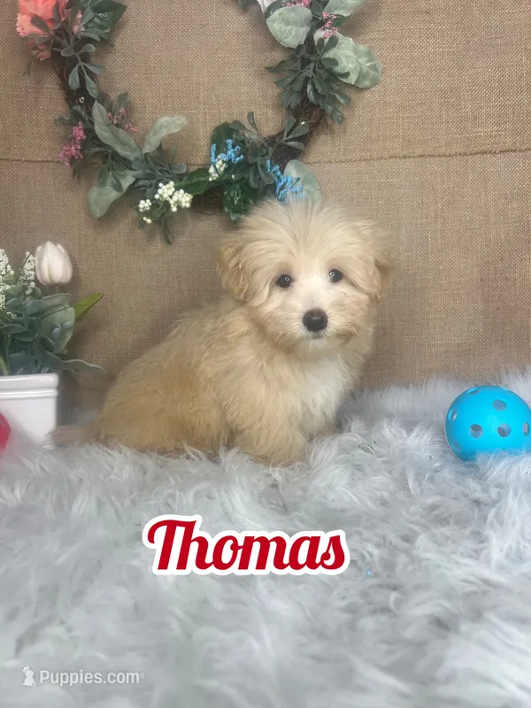 Thomas – Maltipoo puppy for sale in Goldsboro, NC