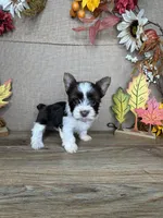 Stephanie AKC, a female Yorkshire Terrier for sale in Goldsboro, NC – 5 of 5
