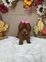 Rossie AKC, a female Poodle - Toy  for sale in Goldsboro, NC – 3 of 4