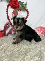 Jessica AKC, a female Yorkshire Terrier for sale in Goldsboro, NC – Photo 3 of 4