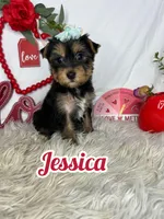 Jessica AKC, a female Yorkshire Terrier for sale in Goldsboro, NC – Photo 1 of 4