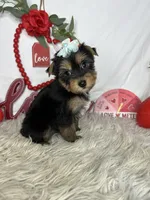 Jessica AKC, a female Yorkshire Terrier for sale in Goldsboro, NC – Photo 4 of 4