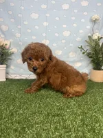 Emely AKc, a female Poodle - Toy  for sale in Goldsboro, NC – 4 of 4