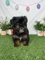 Lexi, a female Yorkipoo for sale in Goldsboro, NC – Photo 2 of 3