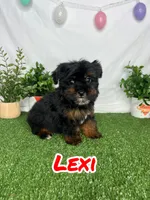 Lexi, a female Yorkipoo for sale in Goldsboro, NC – Photo 1 of 3