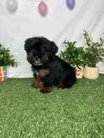 Lexi, a female Yorkipoo for sale in Goldsboro, NC – Photo 3 of 3