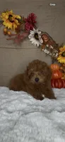 Rossie AKC, a female Poodle - Toy  for sale in Goldsboro, NC – 3 of 4