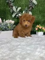 Wes AKC, a male Poodle - Toy  for sale in Goldsboro, NC – 5 of 5