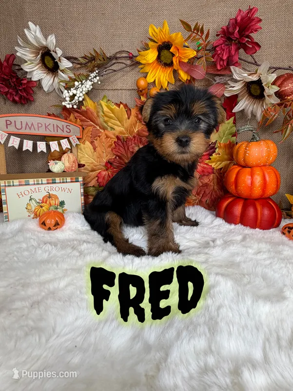 Fred AKC – Yorkshire Terrier puppy for sale in Goldsboro, NC