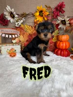 Fred AKC, a male Yorkshire Terrier for sale in Goldsboro, NC – 1 of 3