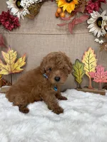 Rei AKC , a male Poodle - Toy  for sale in Goldsboro, NC – 2 of 4