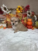 Ghost, a male Morkie for sale in Goldsboro, NC – 4 of 4