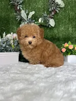 Alden AKC, a female Poodle - Toy  for sale in Goldsboro, NC – 2 of 5