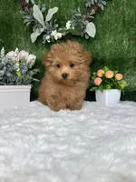 Allen AKc, a male Poodle - Toy  for sale in Goldsboro, NC – 5 of 5