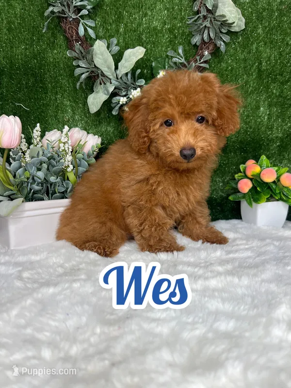 Wes AKC – Poodle - Toy  puppy for sale in Goldsboro, NC