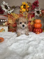 Casper, a male Morkie for sale in Goldsboro, NC – 4 of 4