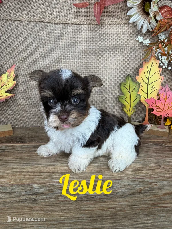 Leslie AKC – Yorkshire Terrier puppy for sale in Goldsboro, NC
