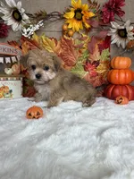 Casper, a male Morkie for sale in Goldsboro, NC – 3 of 4