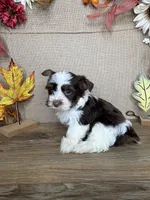 Ashley AKC, a female Yorkshire Terrier for sale in Goldsboro, NC – 2 of 4
