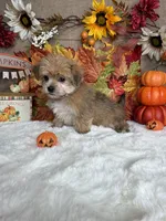 Casper, a male Morkie for sale in Goldsboro, NC – 2 of 4