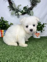 Fred, a male Maltese for sale in Goldsboro, NC – 3 of 5