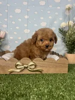 Alden AKC, a male Poodle - Toy  for sale in Goldsboro, NC – 2 of 4
