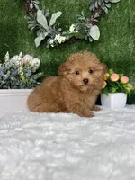 Allen AKc, a male Poodle - Toy  for sale in Goldsboro, NC – 4 of 5